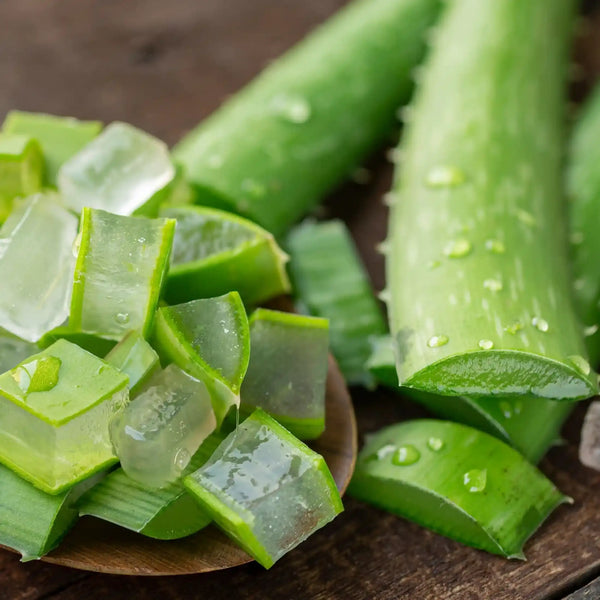 Aloe vera parfum frais de Grasse pour bougies fondants et diffuseurs