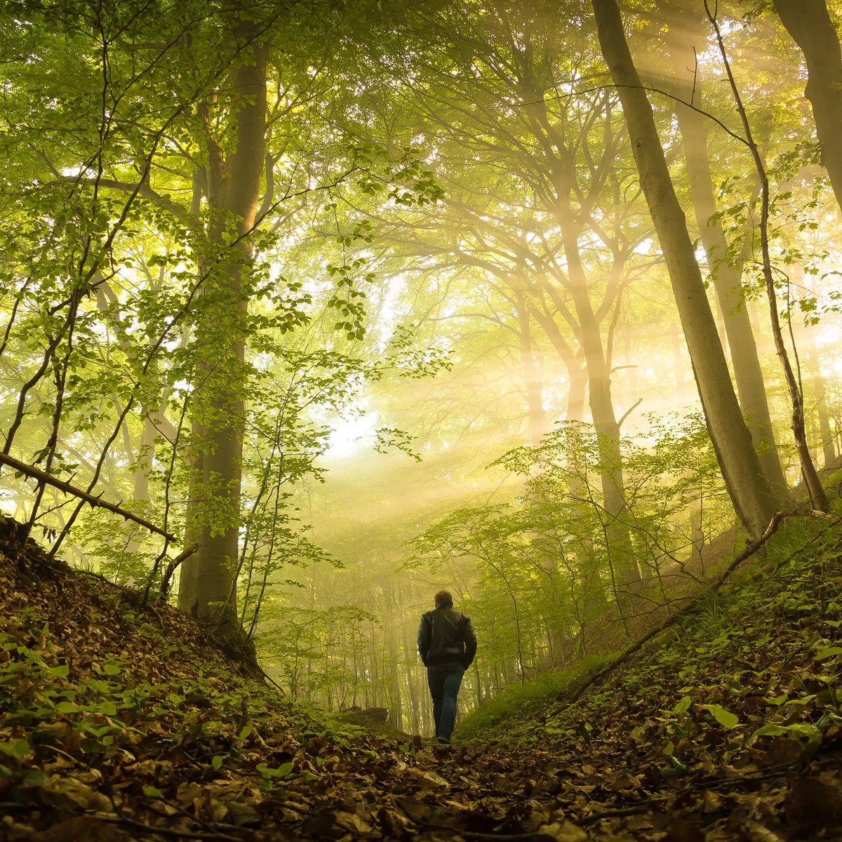 Balade en forêt parfum boisé de Grasse pour bougies fondants et diffuseurs