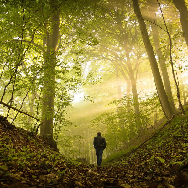 Balade en forêt parfum boisé de Grasse pour bougies fondants et diffuseurs