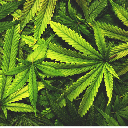 Cannabis parfum cocooning de Grasse pour bougies fondants et diffuseurs