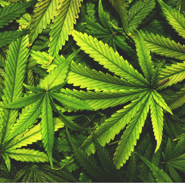Cannabis parfum cocooning de Grasse pour bougies fondants et diffuseurs