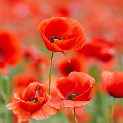 Coquelicot parfum fleuri de Grasse pour bougies fondants et diffuseurs