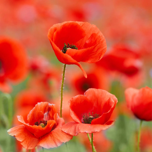 Coquelicot parfum fleuri de Grasse pour bougies fondants et diffuseurs