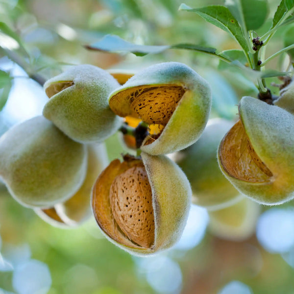 Éclats d'amande parfum gourmand de Grasse pour bougies fondants et diffuseurs