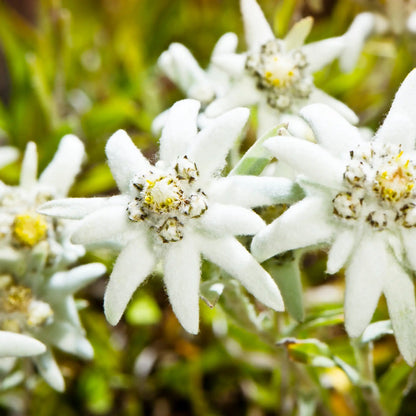 Edelweiss floral fragrance from Grasse for candles wax melts diffusers