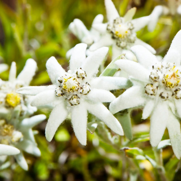 Edelweiss floral fragrance from Grasse for candles wax melts diffusers
