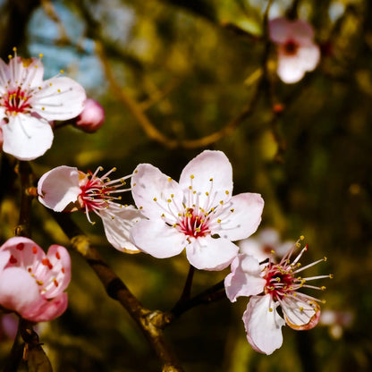 Flor de almendro fragancia floral de Grasse para velas fondants y difusores