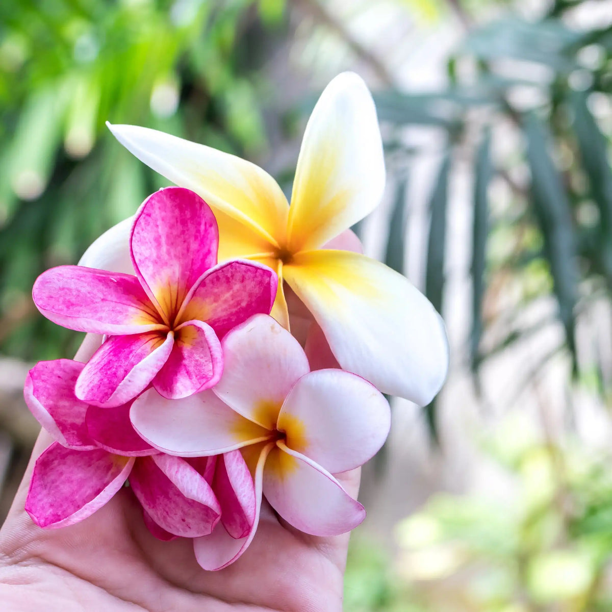 Fleur des îles parfum fleuri de Grasse pour bougies fondants et diffuseurs