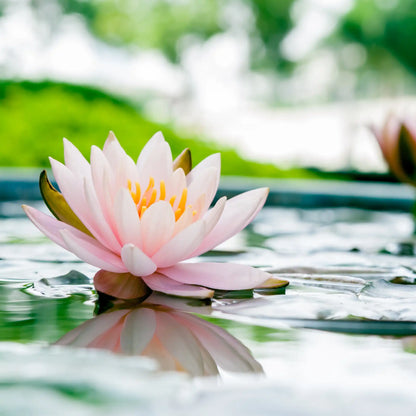 Fleur de lotus parfum fleuri de Grasse pour bougies fondants et diffuseurs