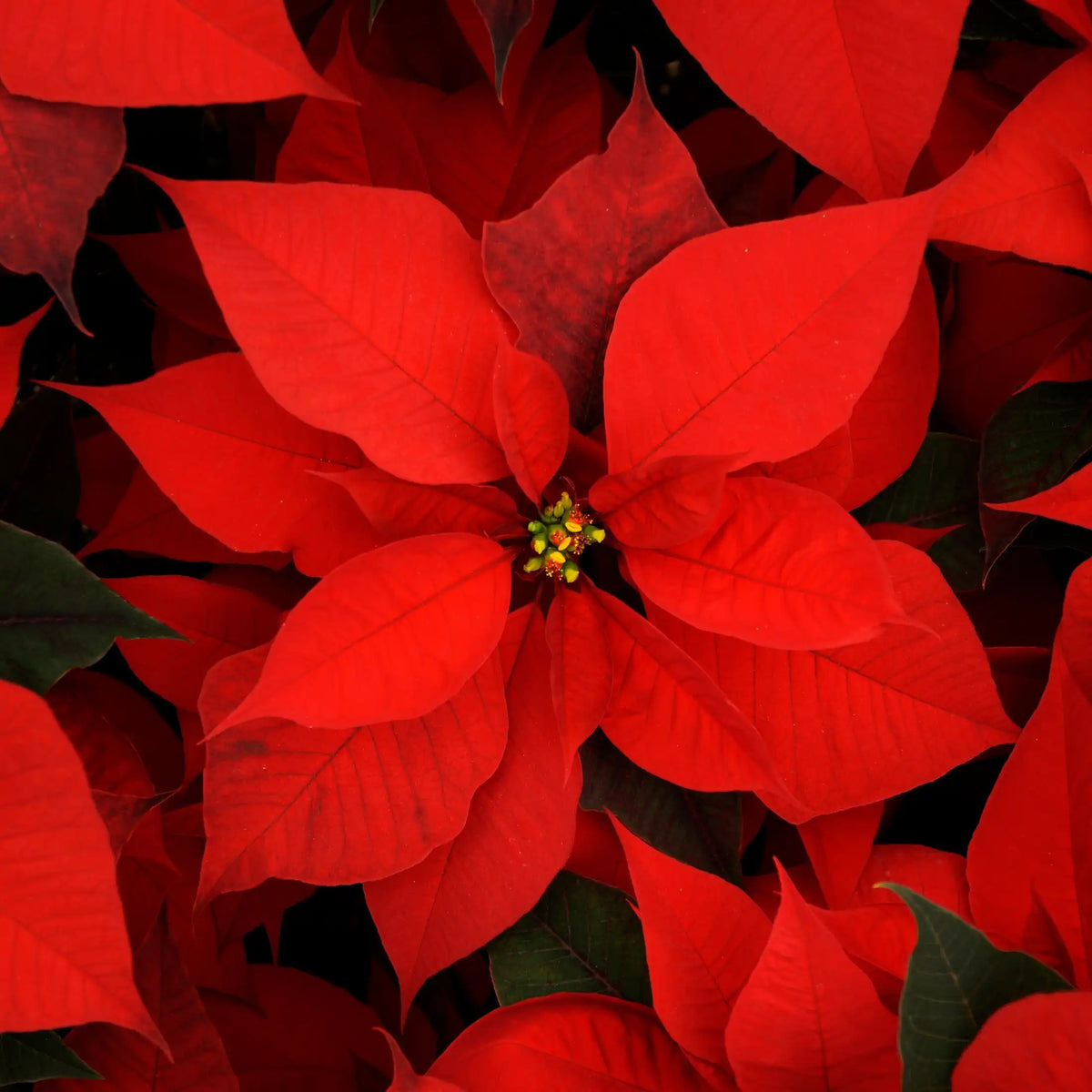 Fleur de Noël parfum fleuri de Grasse pour bougies fondants et diffuseurs