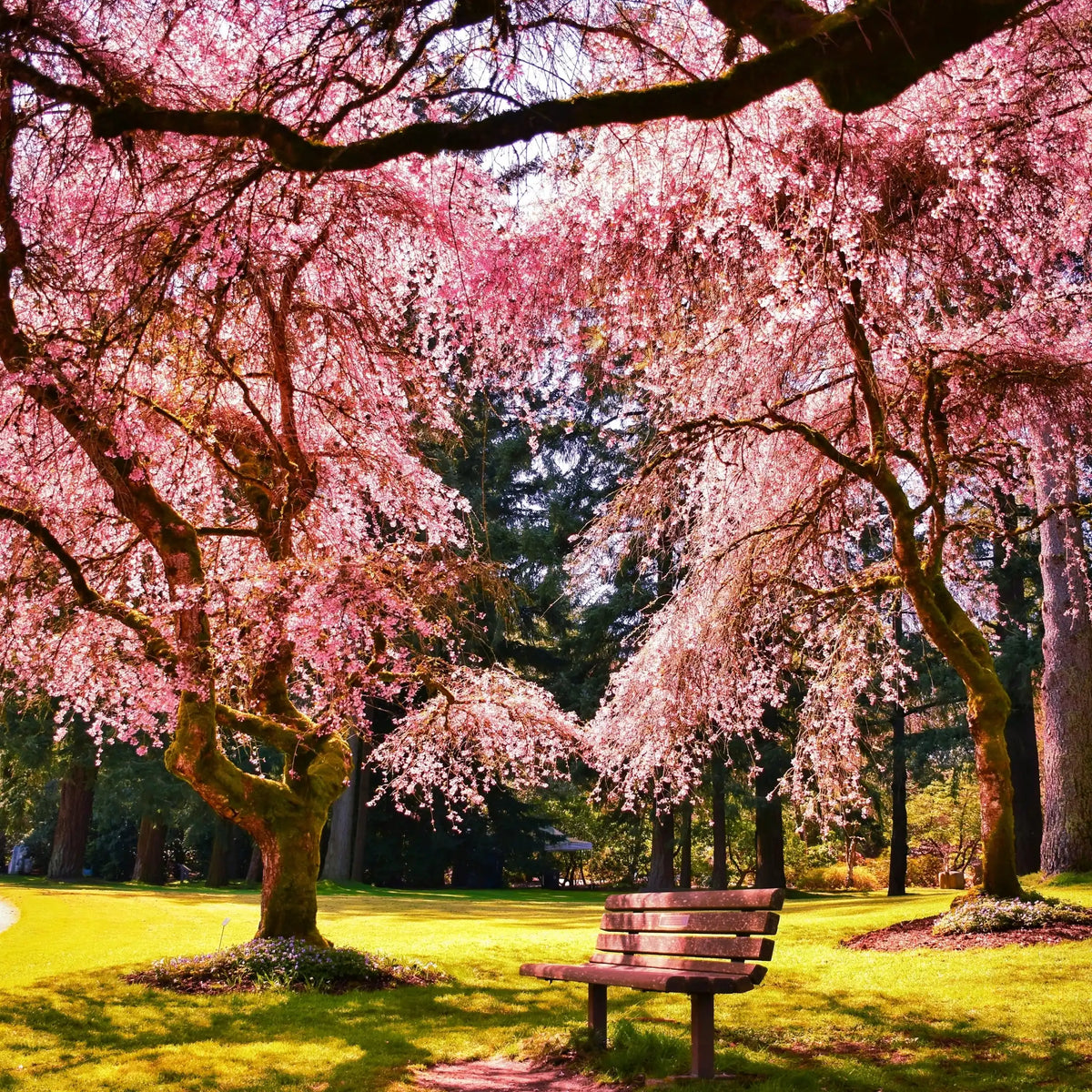 Flor de Sakura fragancia floral de Grasse para velas fondants y difusores