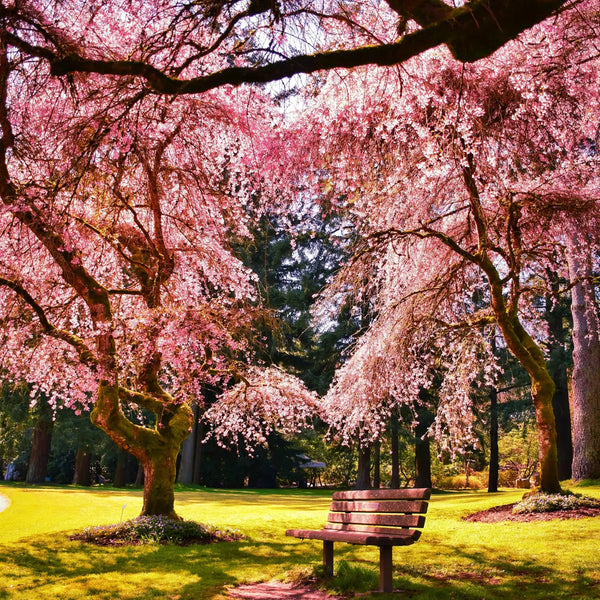 Flor de Sakura fragancia floral de Grasse para velas fondants y difusores