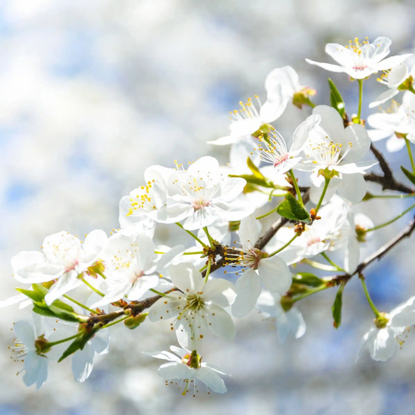 Flores blancas parfum fleuri de Grasse pour bougies fondants et diffuseurs