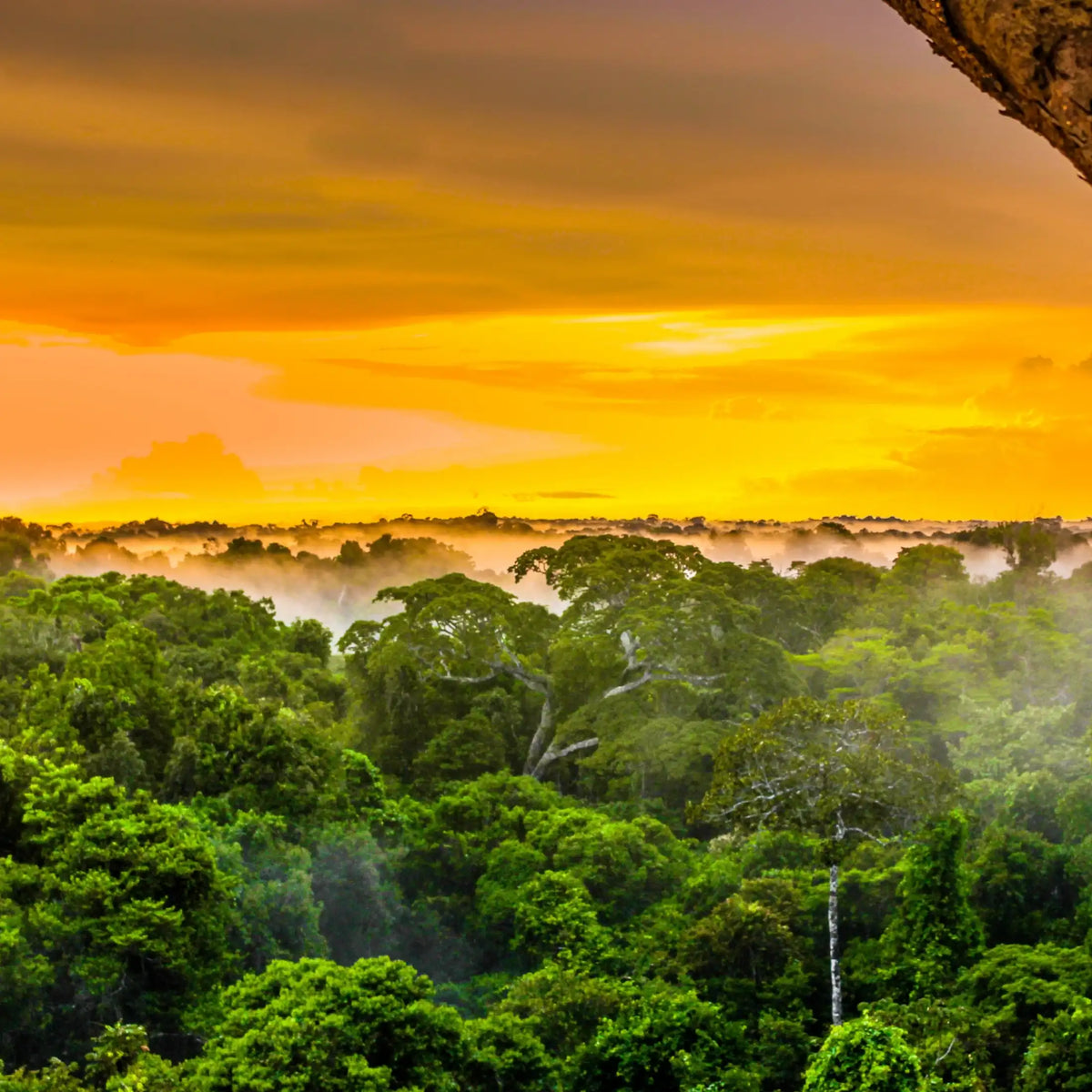 Forêt tropicale parfum boisé de Grasse pour bougies fondants et diffuseurs