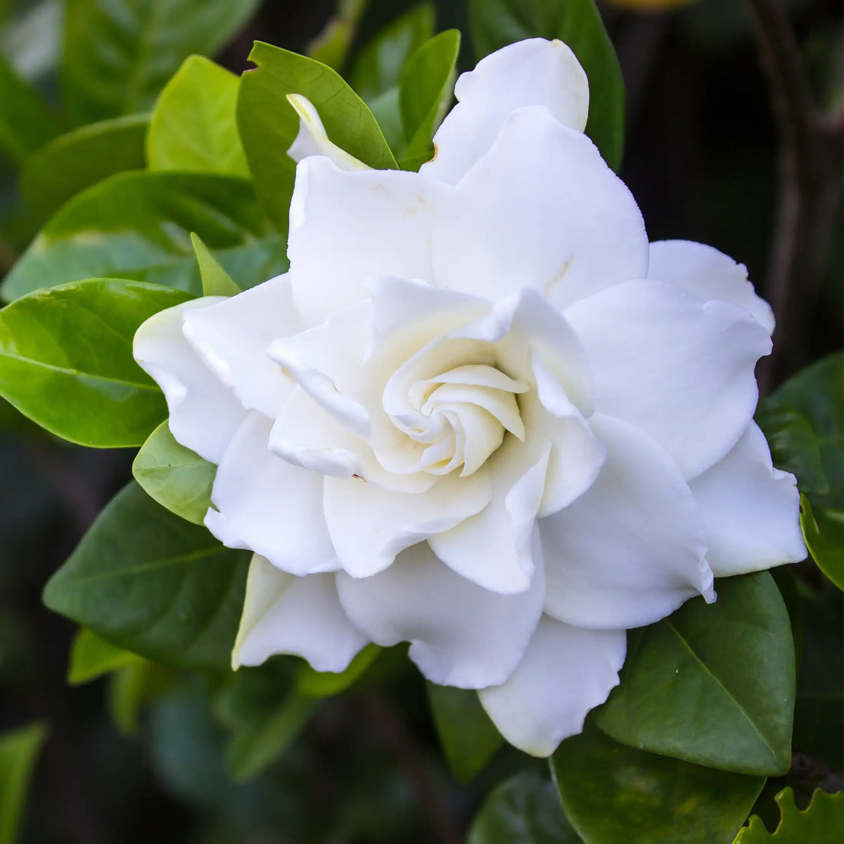 Gardenia parfum fleuri de Grasse pour bougies fondants et diffuseurs