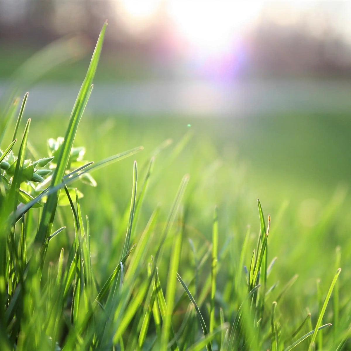 Herbe coupée parfum frais de Grasse pour bougies fondants et diffuseurs