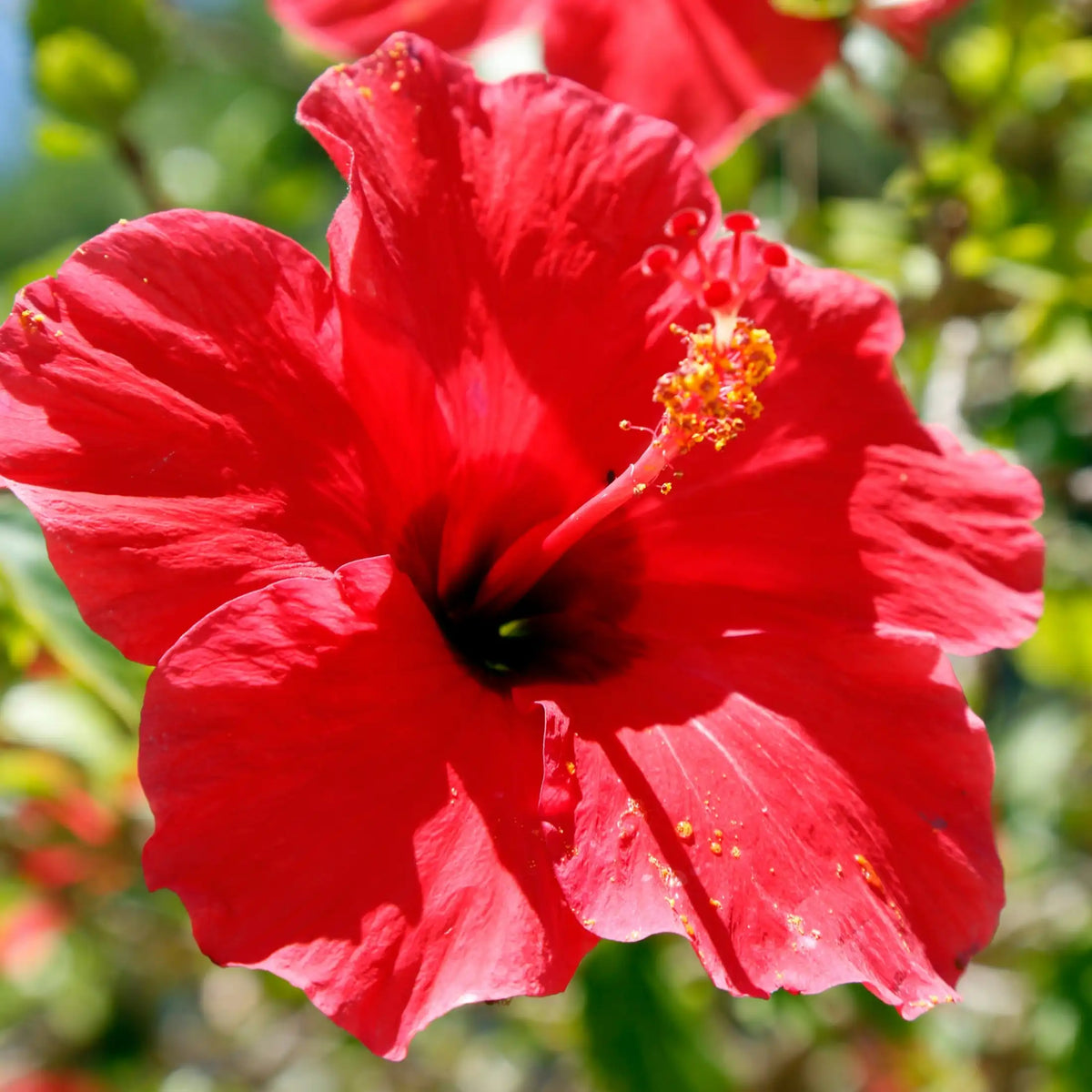 Hibiscus parfum fleuri de Grasse pour bougies fondants et diffuseurs
