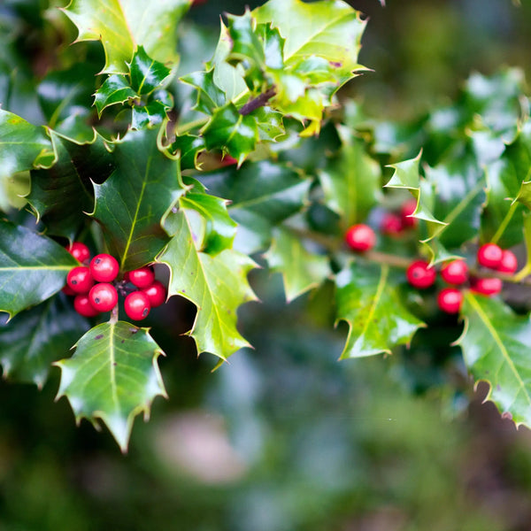 Holly profumo fruttato di Grasse per candele fondants e diffusori