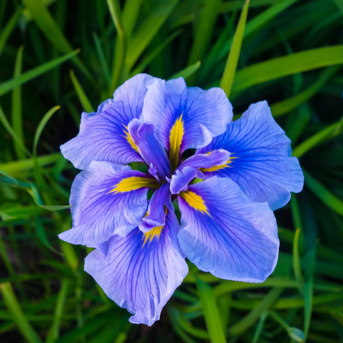 Iris profumo floreale di Grasse per candele fondants e diffusori