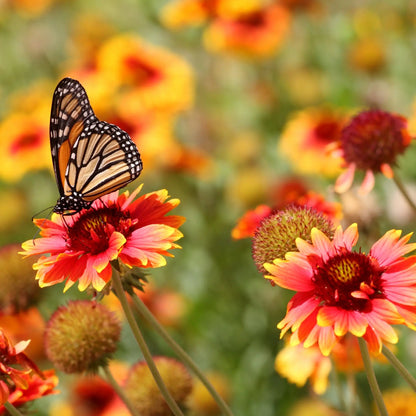 Giardino di primavera profumo floreale di Grasse per candele fondants e diffusori