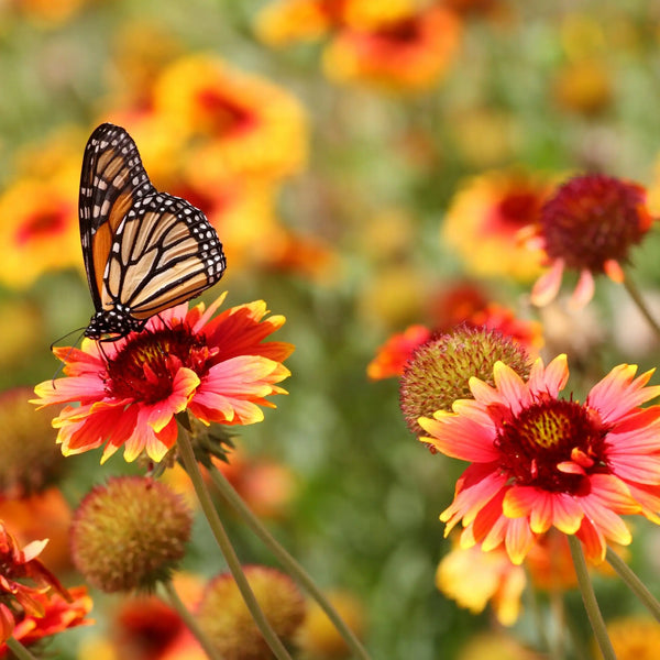 Giardino di primavera profumo floreale di Grasse per candele fondants e diffusori
