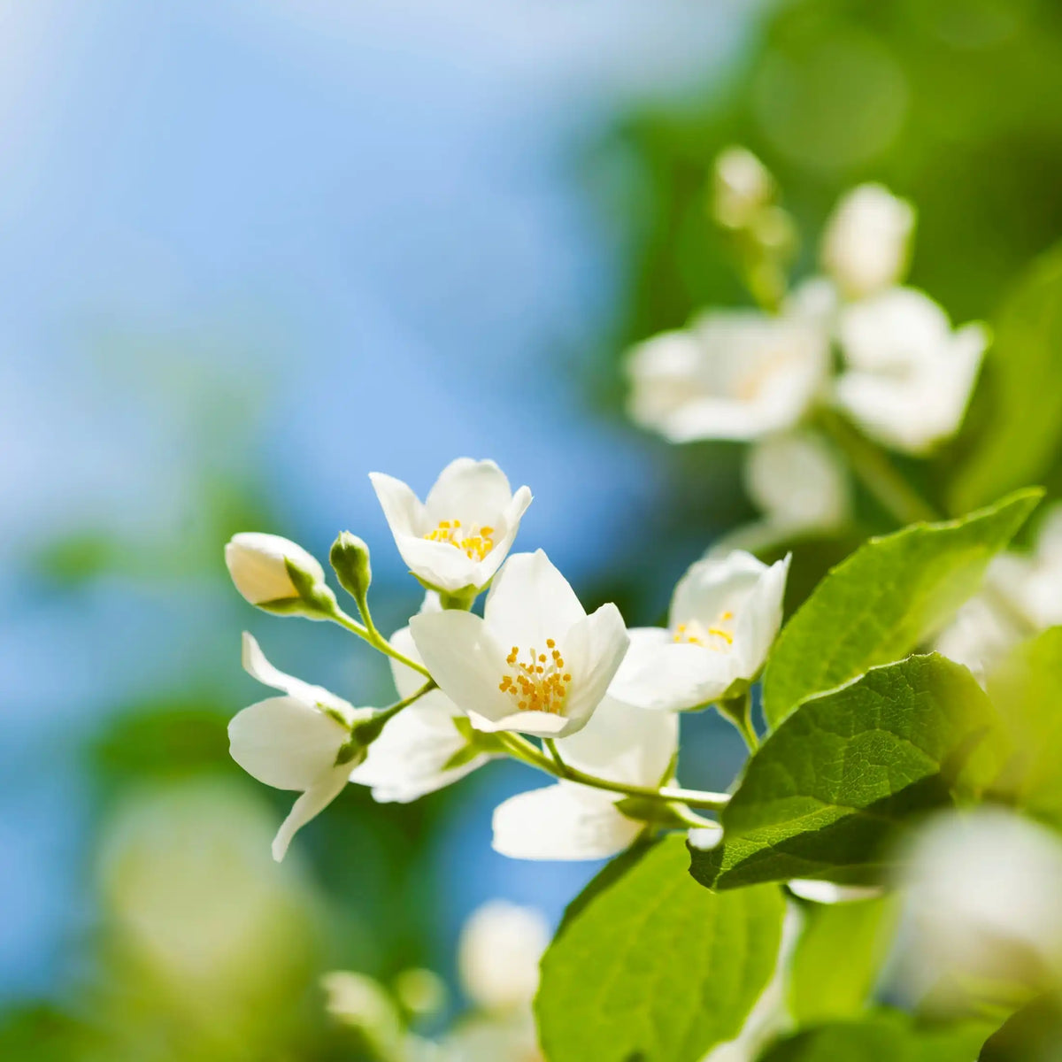 Jasmin estival parfum fleuri de Grasse pour bougies fondants et diffuseurs