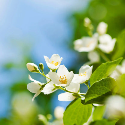 Jasmin estival parfum fleuri de Grasse pour bougies fondants et diffuseurs