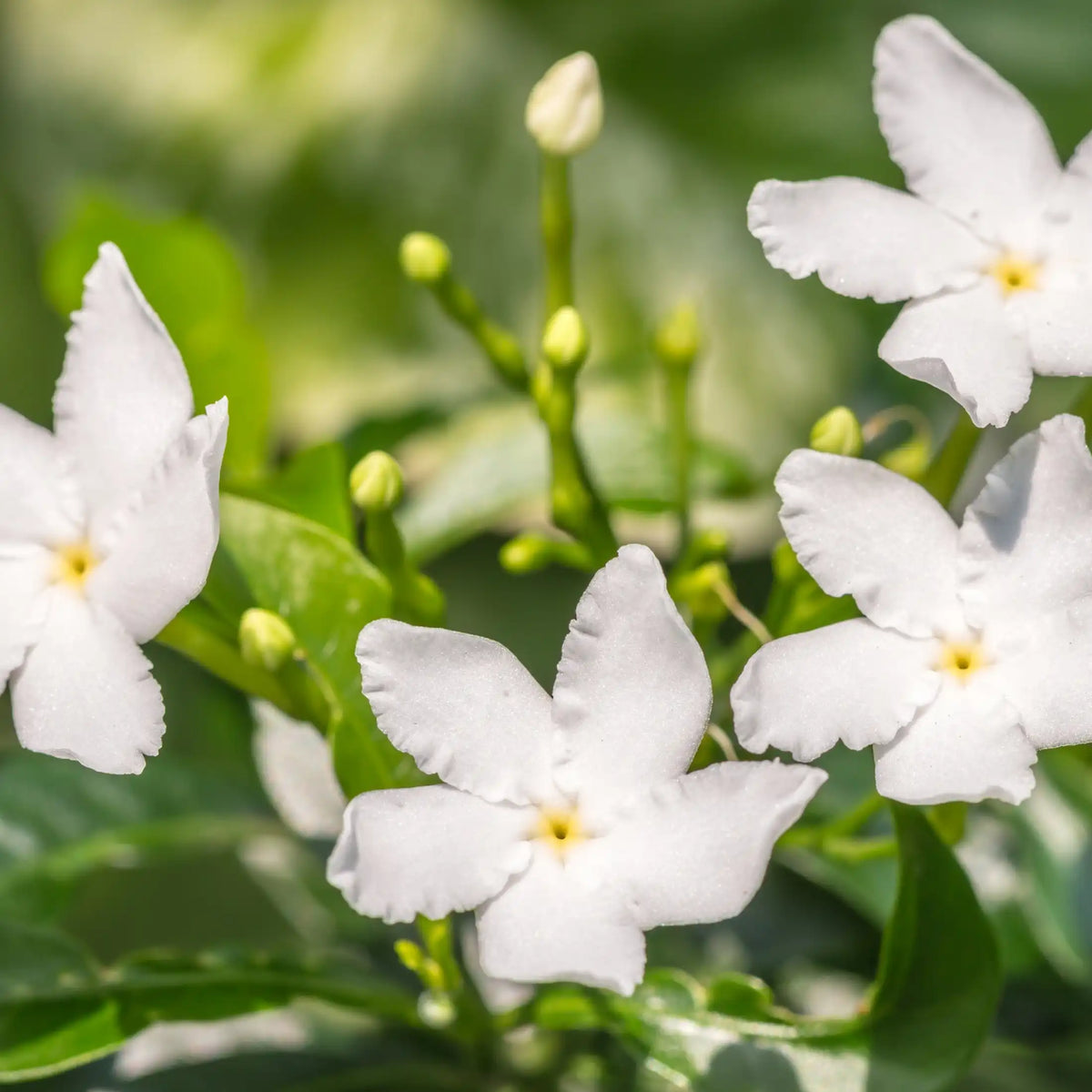 Jasmine floral fragrance from Grasse for candles wax melts diffusers