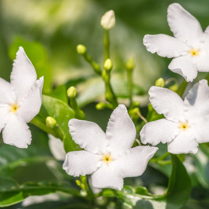 Jasmine floral fragrance from Grasse for candles wax melts diffusers