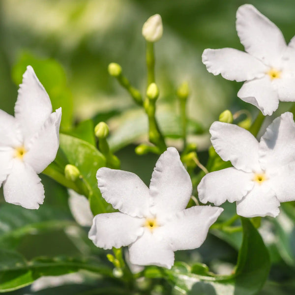 Jasmine floral fragrance from Grasse for candles wax melts diffusers