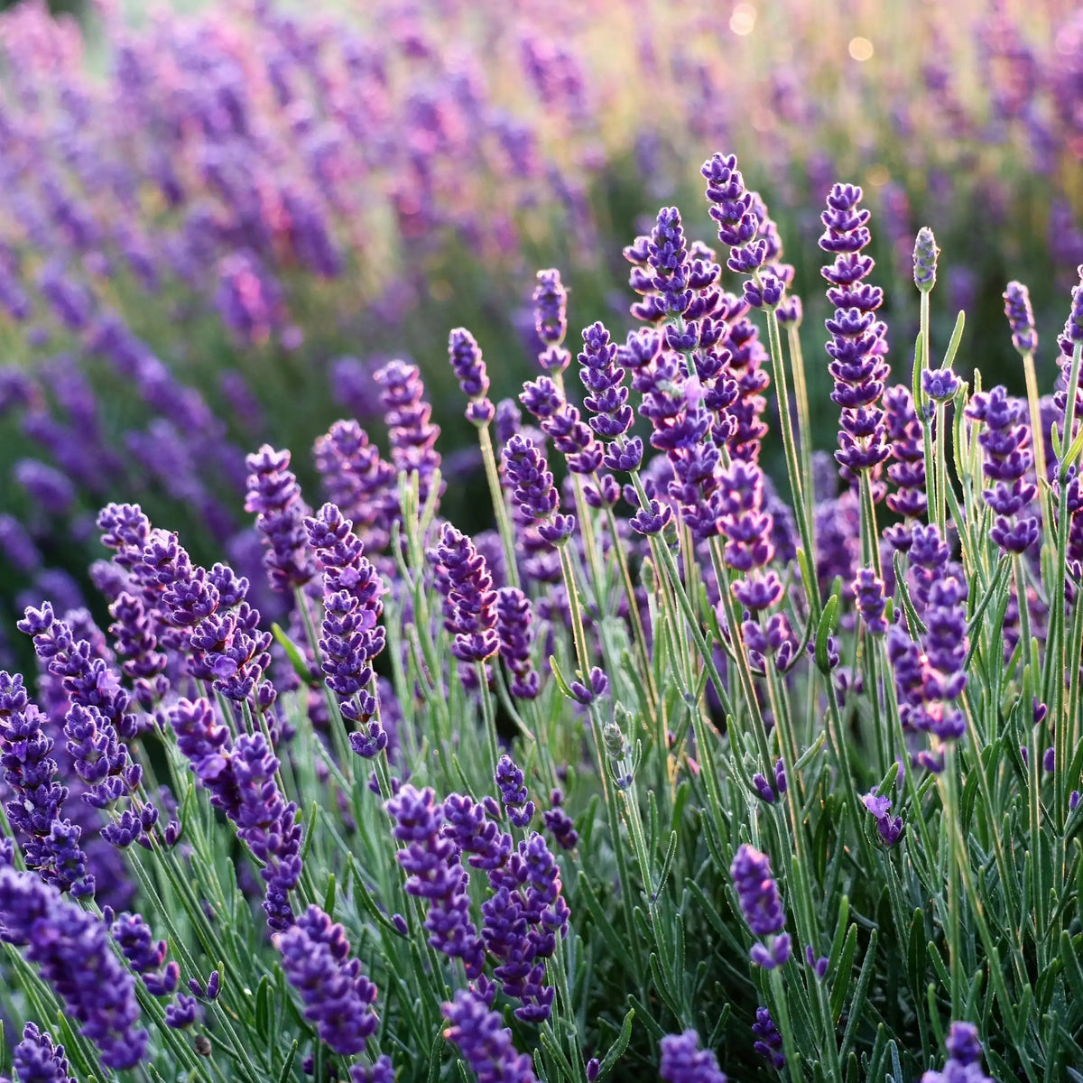 Lavande parfum fleuri de Grasse pour bougies fondants et diffuseurs