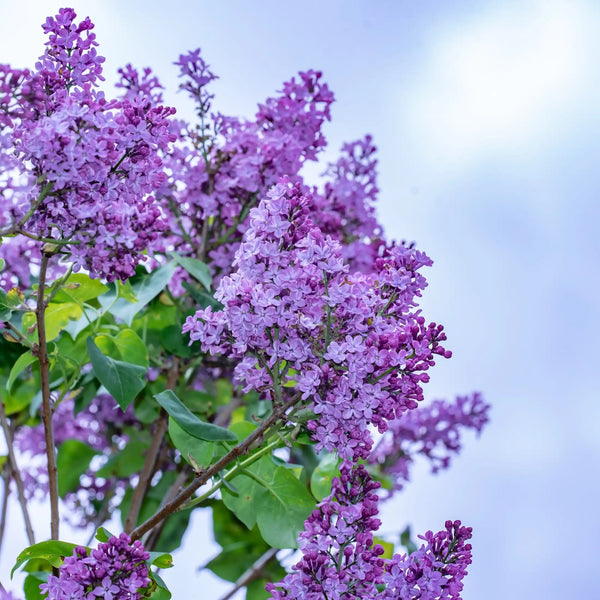 Lilas parfum fleuri de Grasse pour bougies fondants et diffuseurs