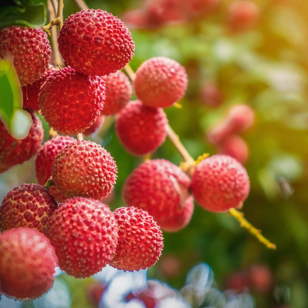 Litchi parfum fruité de Grasse pour bougies fondants et diffuseurs
