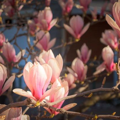Magnolia profumo floreale di Grasse per candele fondants e diffusori