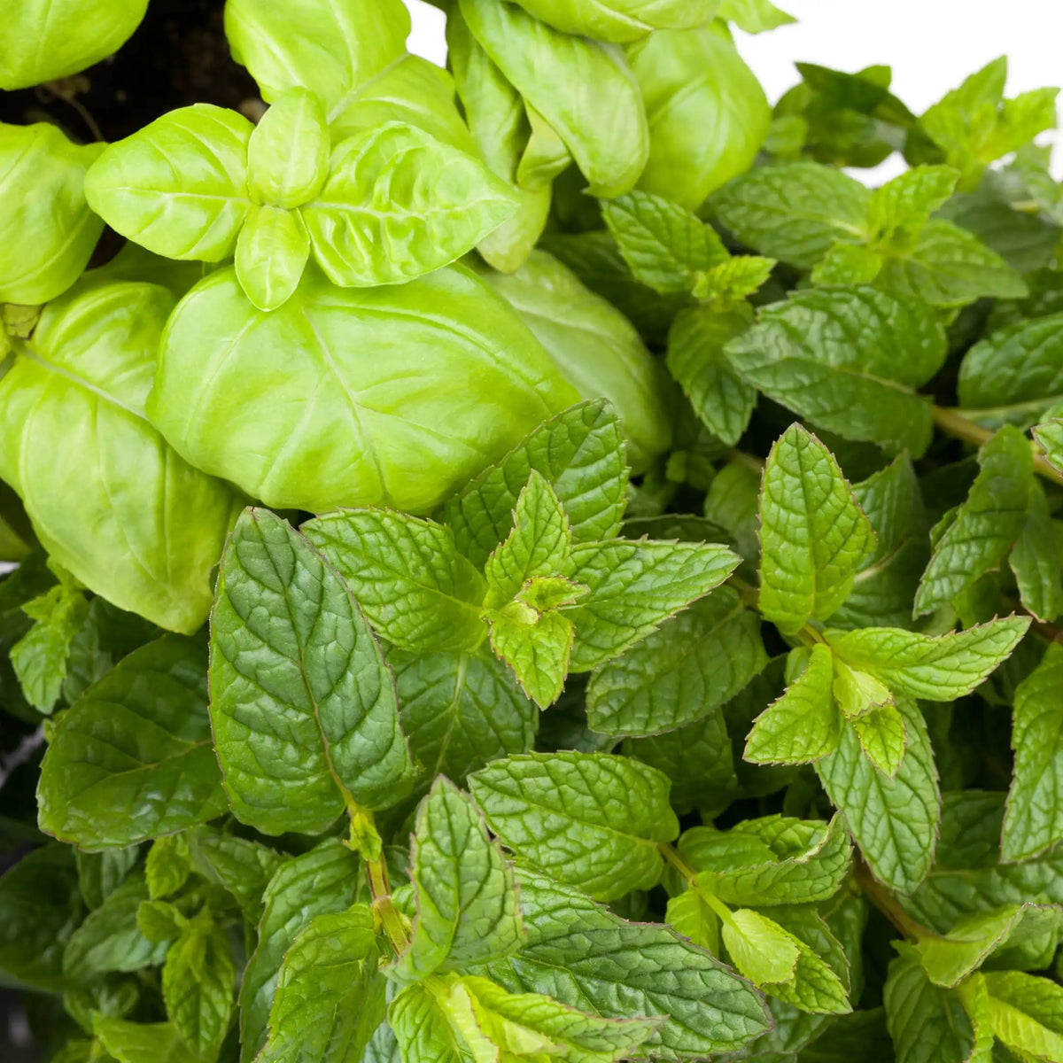 Menta e basilico profumo fresco di Grasse per candele fondants e diffusori