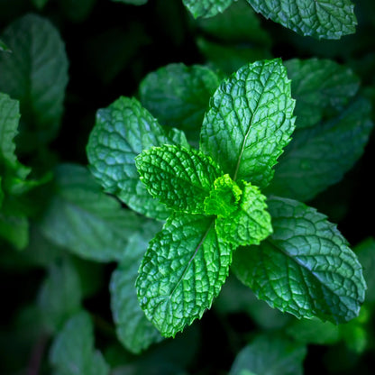 Menta clorofílica fragancia aromático de Grasse para velas fondants y difusores