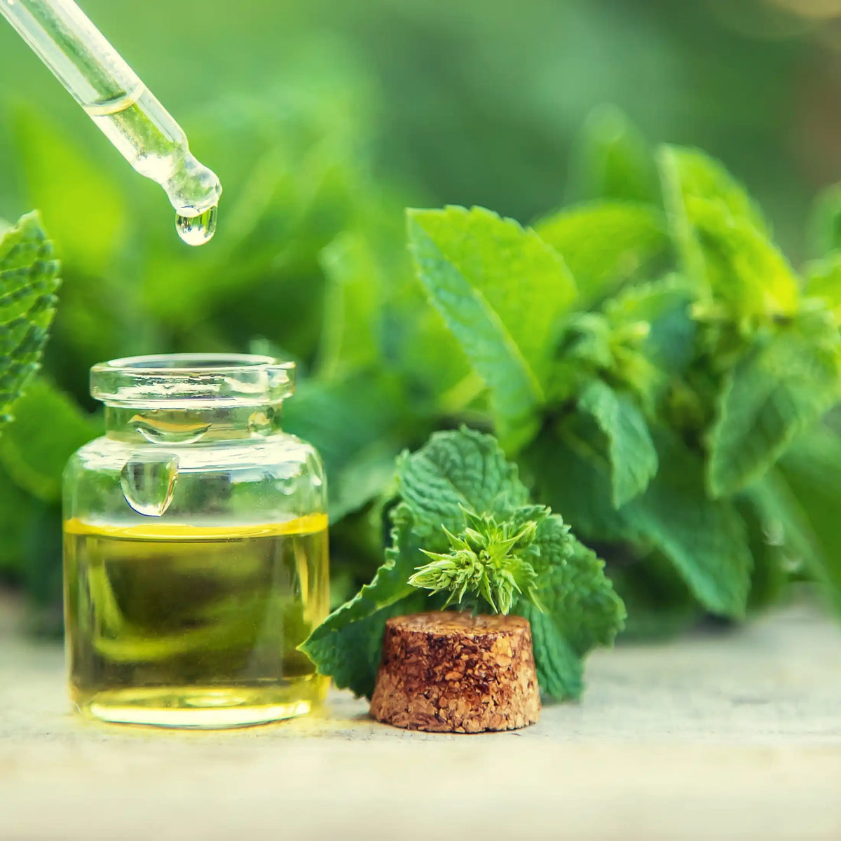 Menthe poivrée parfum aromatique de Grasse pour bougies fondants et diffuseurs