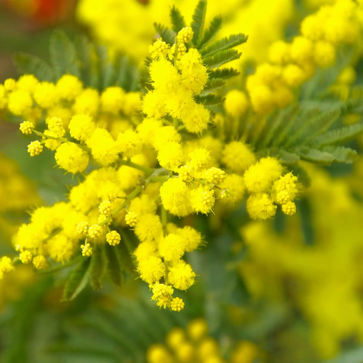Mimosa parfum fleuri de Grasse pour bougies fondants et diffuseurs