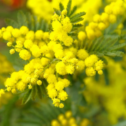Mimosa parfum fleuri de Grasse pour bougies fondants et diffuseurs
