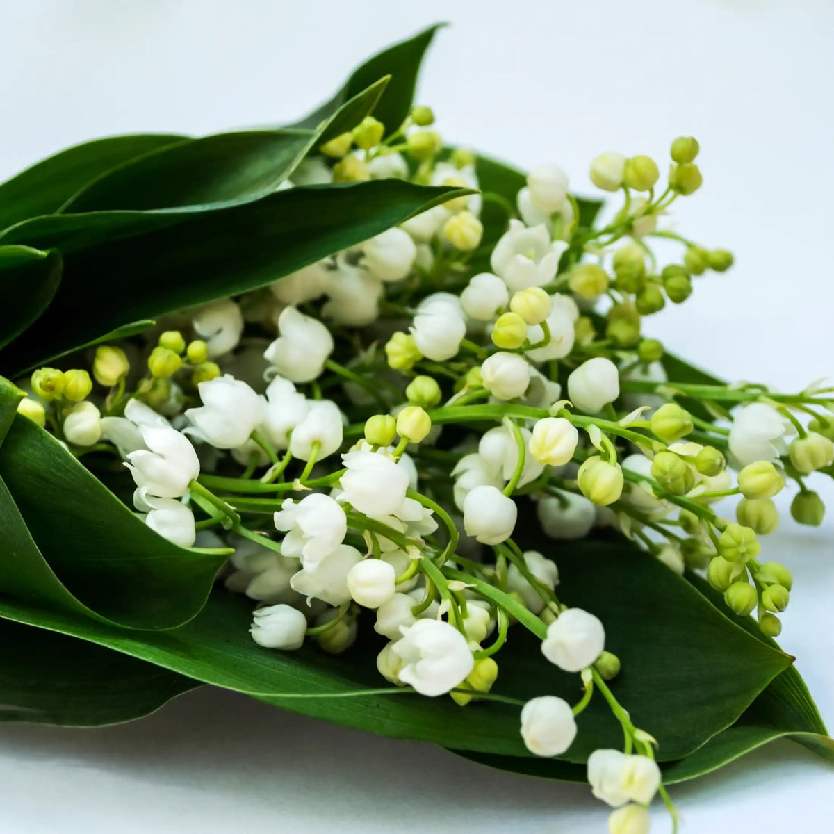 Muguet parfum fleuri de Grasse pour bougies fondants et diffuseurs
