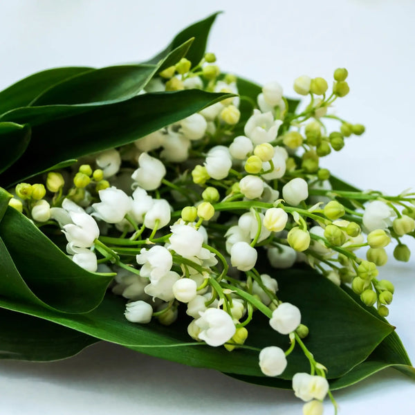 Muguet parfum fleuri de Grasse pour bougies fondants et diffuseurs