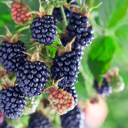 Moras silvestres fragancia afrutado de Grasse para velas fondants y difusores
