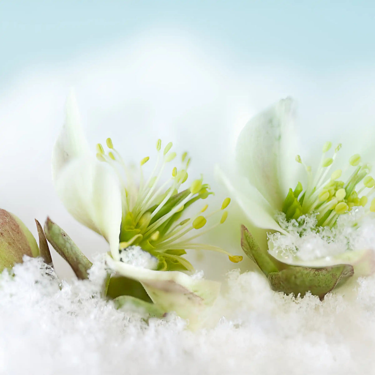 Nectar d'hiver parfum frais de Grasse pour bougies fondants et diffuseurs
