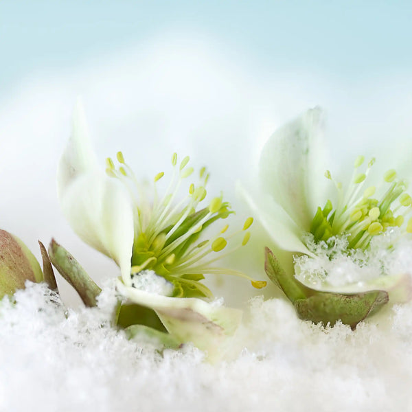 Nectar d'hiver parfum frais de Grasse pour bougies fondants et diffuseurs
