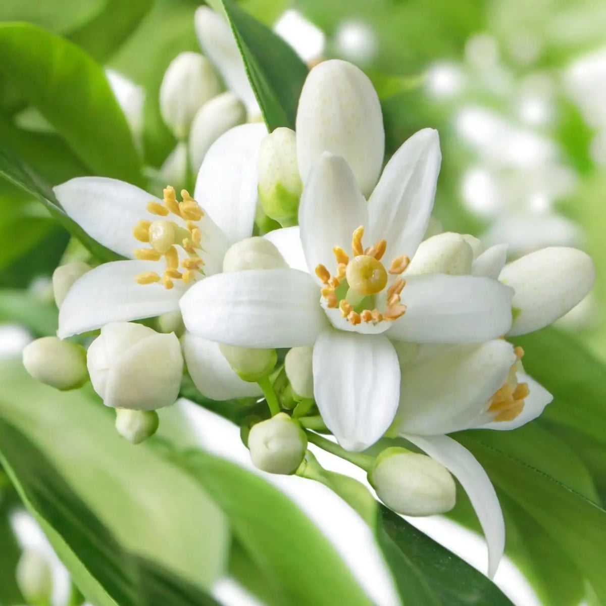 Néroli parfum fleuri de Grasse pour bougies fondants et diffuseurs