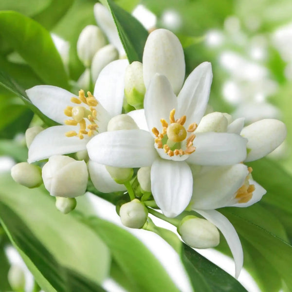 Néroli parfum fleuri de Grasse pour bougies fondants et diffuseurs