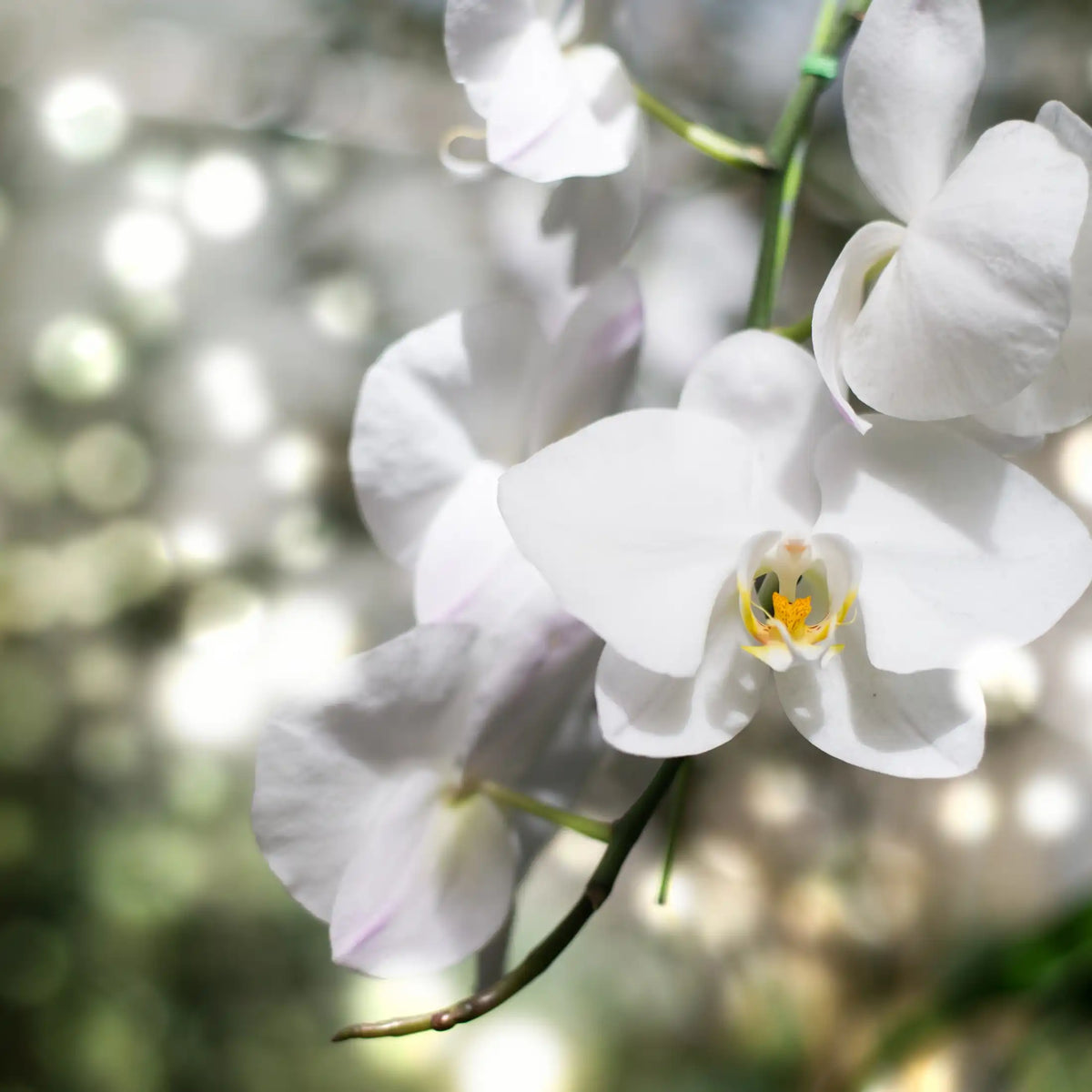 Orchidée blanche parfum fleuri de Grasse pour bougies fondants et diffuseurs