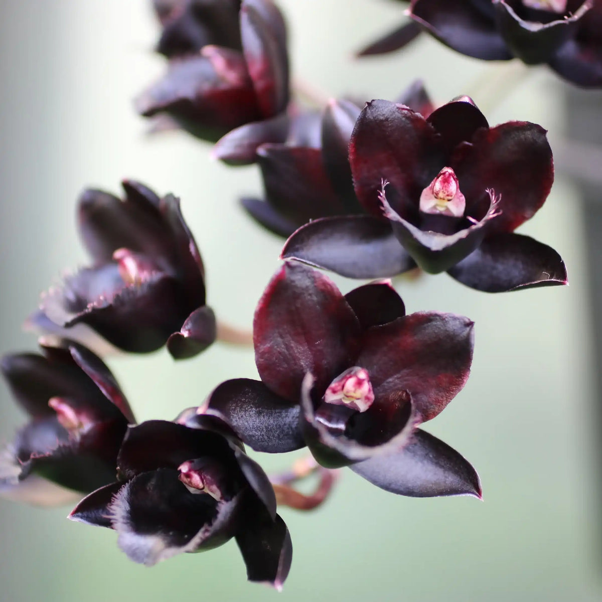 Orchidée noire parfum fleuri de Grasse pour bougies fondants et diffuseurs