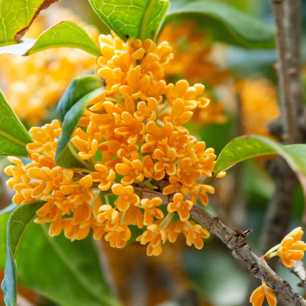 Osmanthus parfum fleuri de Grasse pour bougies fondants et diffuseurs