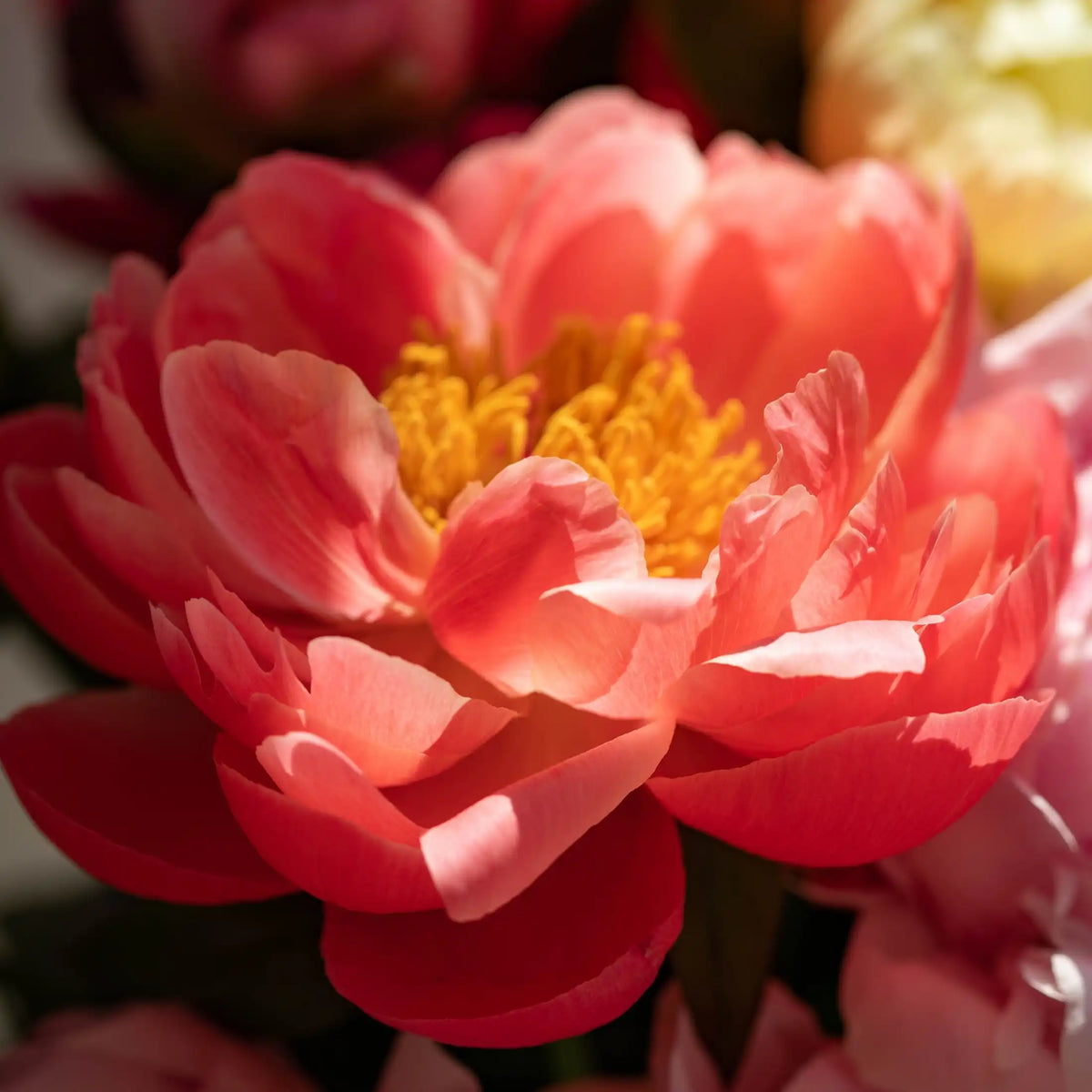 Peony floral fragrance from Grasse for candles wax melts diffusers